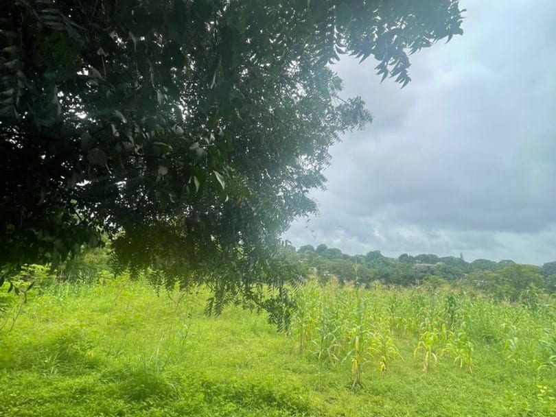 Farm in Tinaquillo - 1