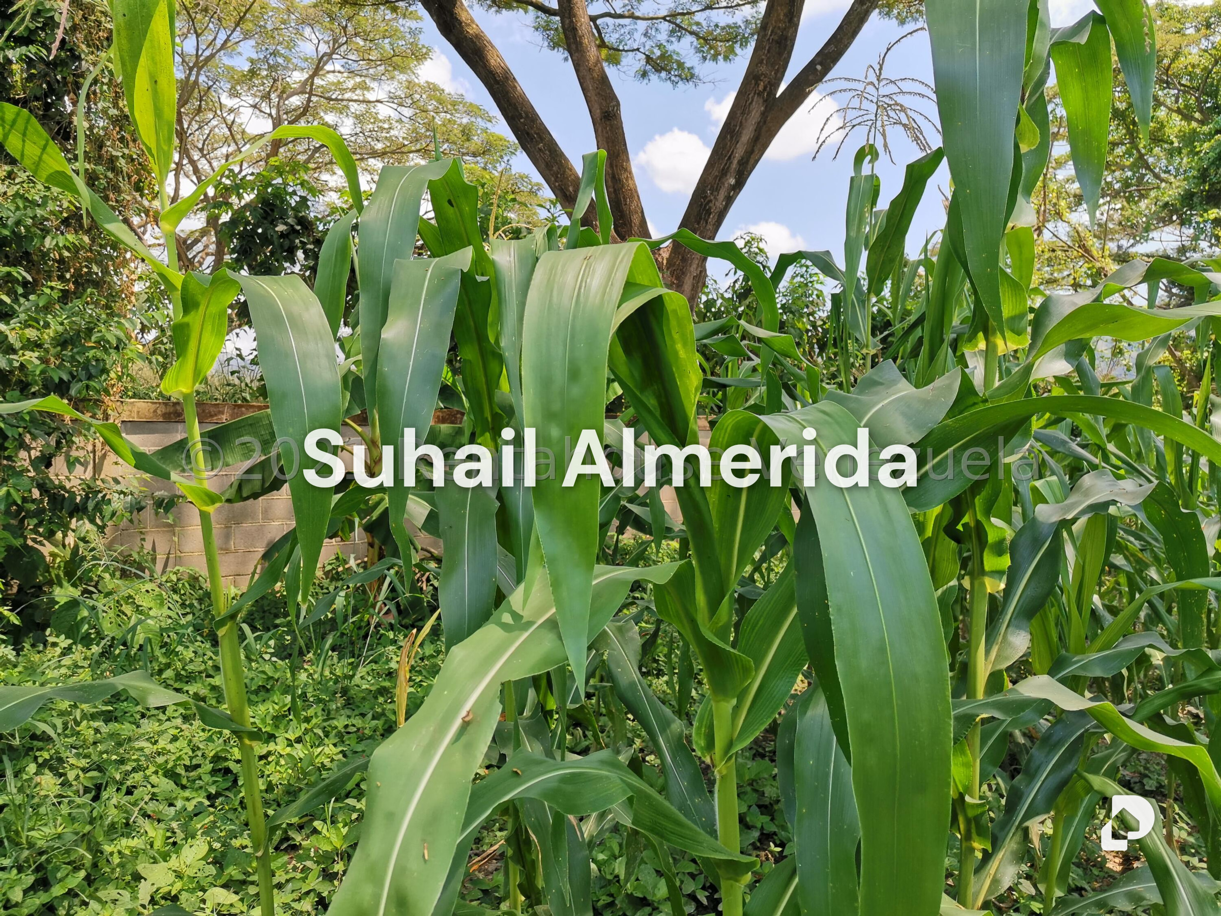 Terreno en Pueblo de San Diego, San Diego – 4
