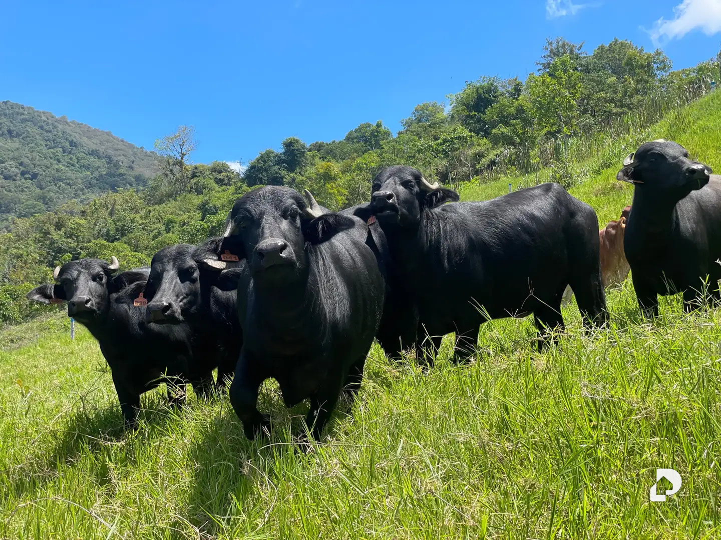 Finca en La Florida, Jají – 19