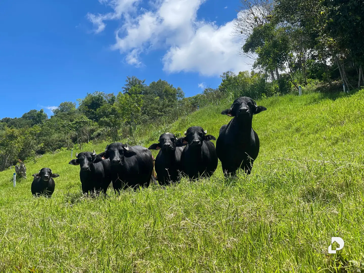 Finca en La Florida, Jají – 20