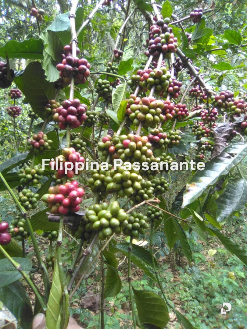 Finca en El Guácharo, Caripe – 7