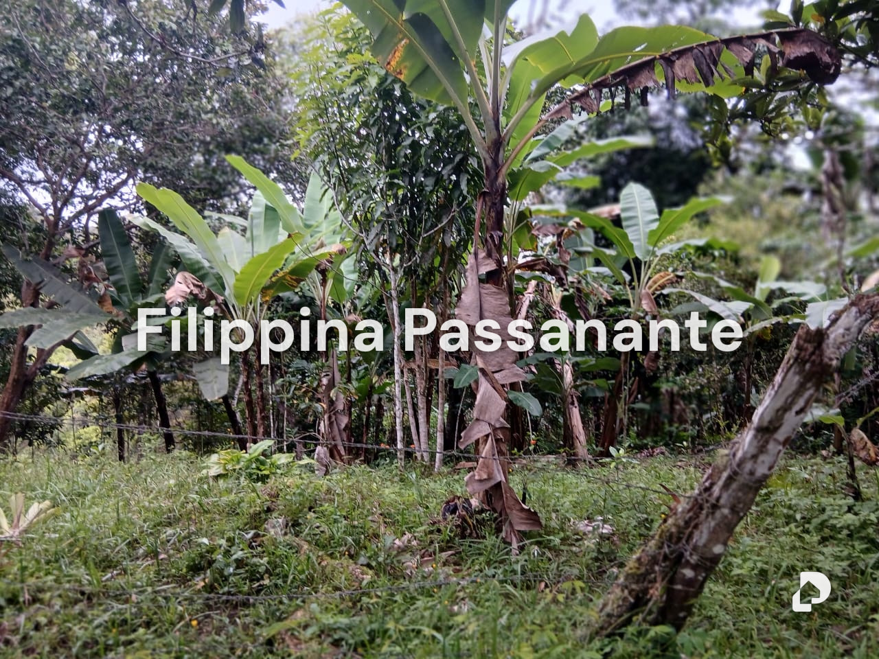 Finca en Teresen, Caripe – 5