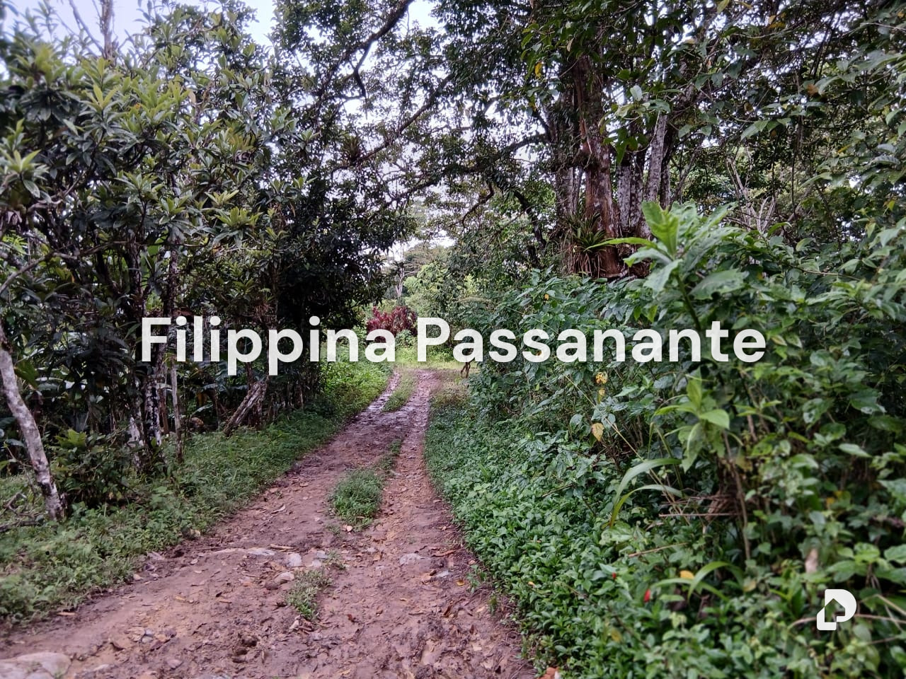 Finca en Teresen, Caripe – 4