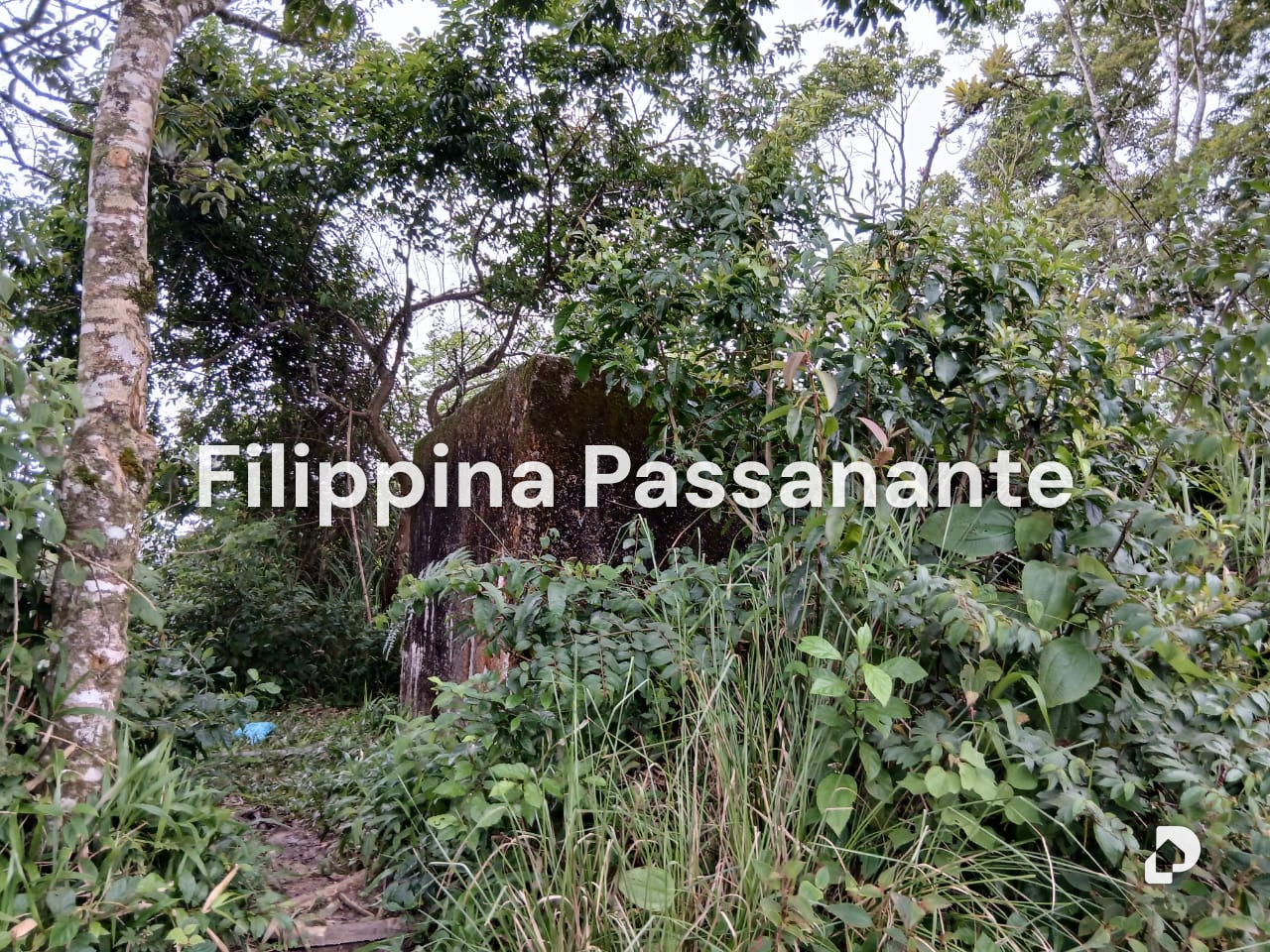 Finca en Teresen, Caripe – 8