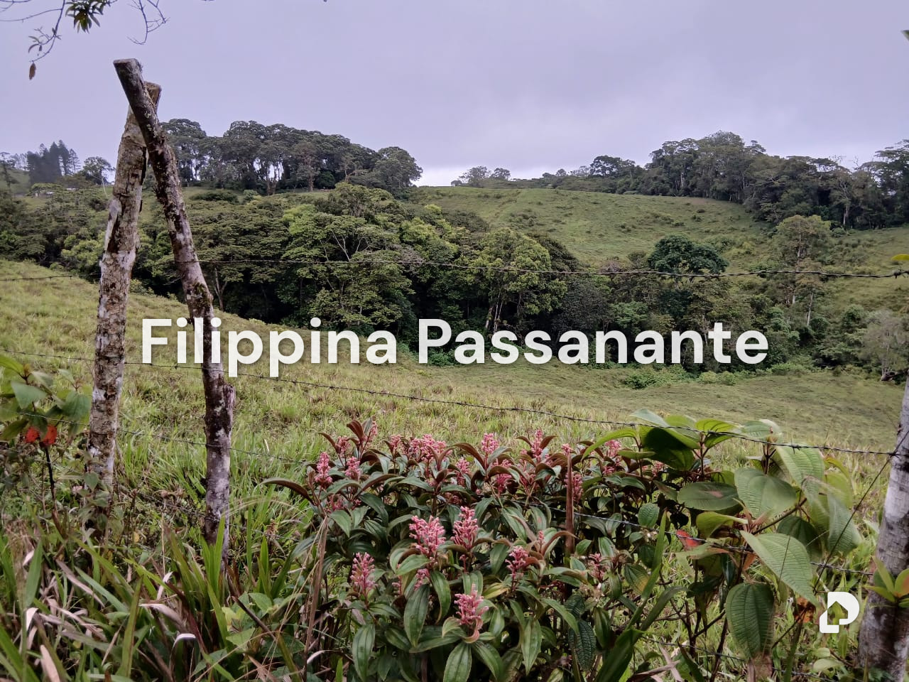 Finca en Teresen, Caripe – 9