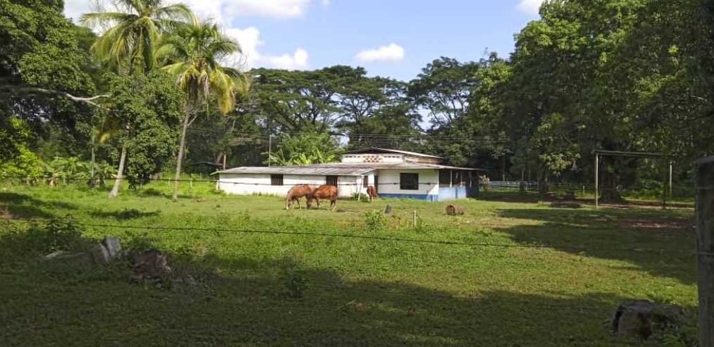Finca en Las Mercedes Country, Tinaquillo - 1