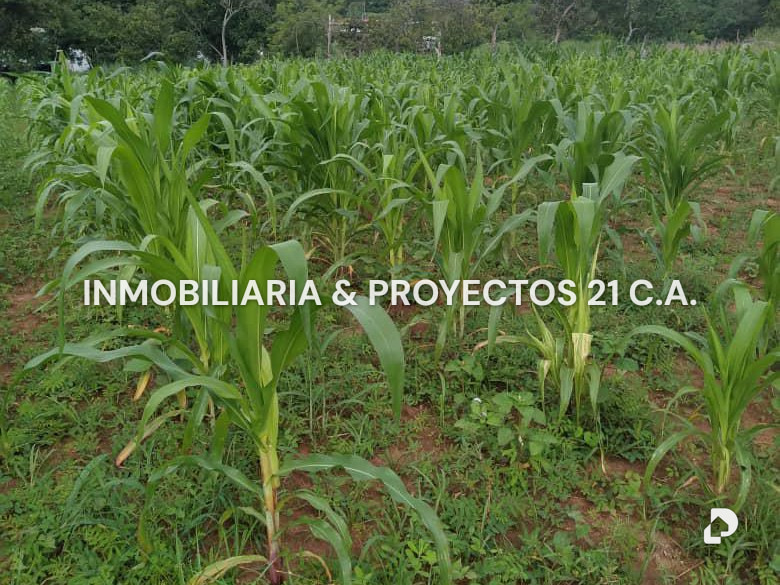 Terreno en Tinaquillo – 18