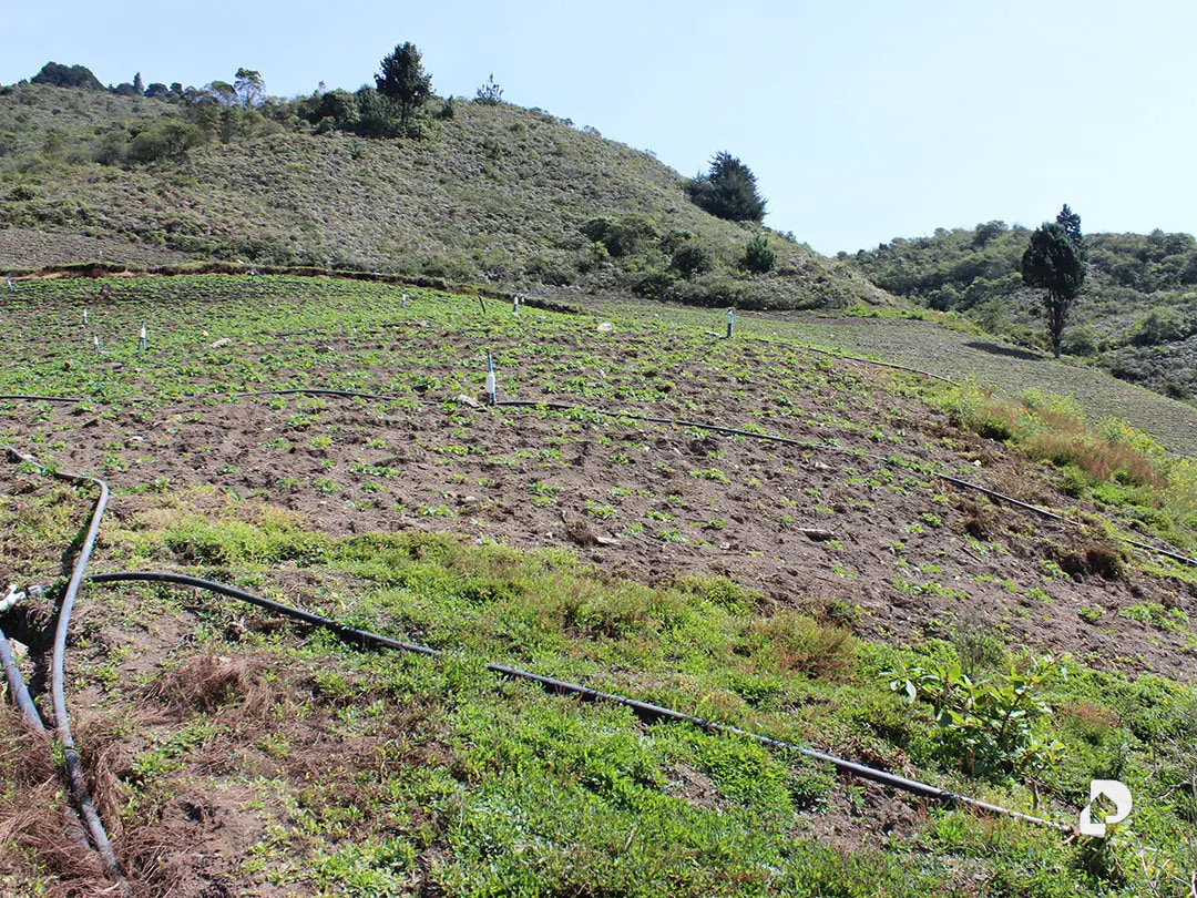 Finca en Cacute Alto, Cacute – 20
