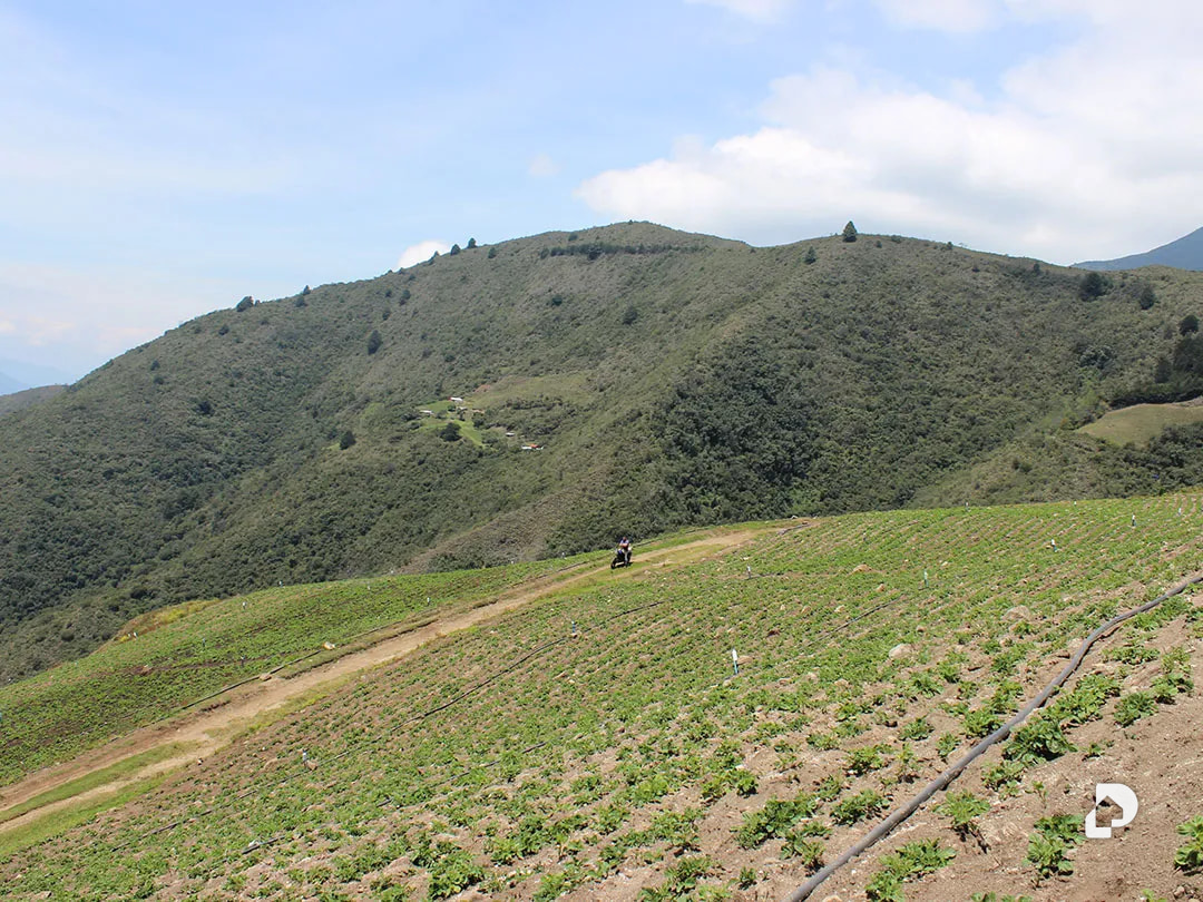 Finca en Cacute Alto, Cacute – 28