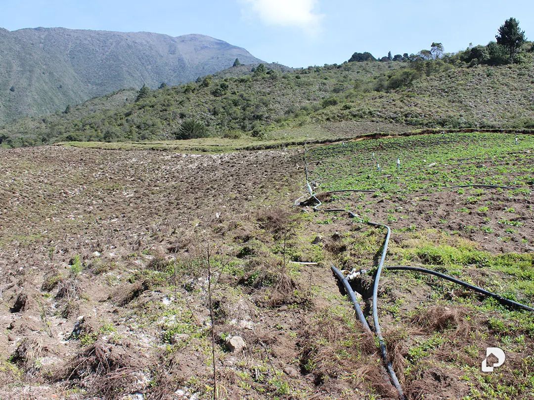 Finca en Cacute Alto, Cacute – 19