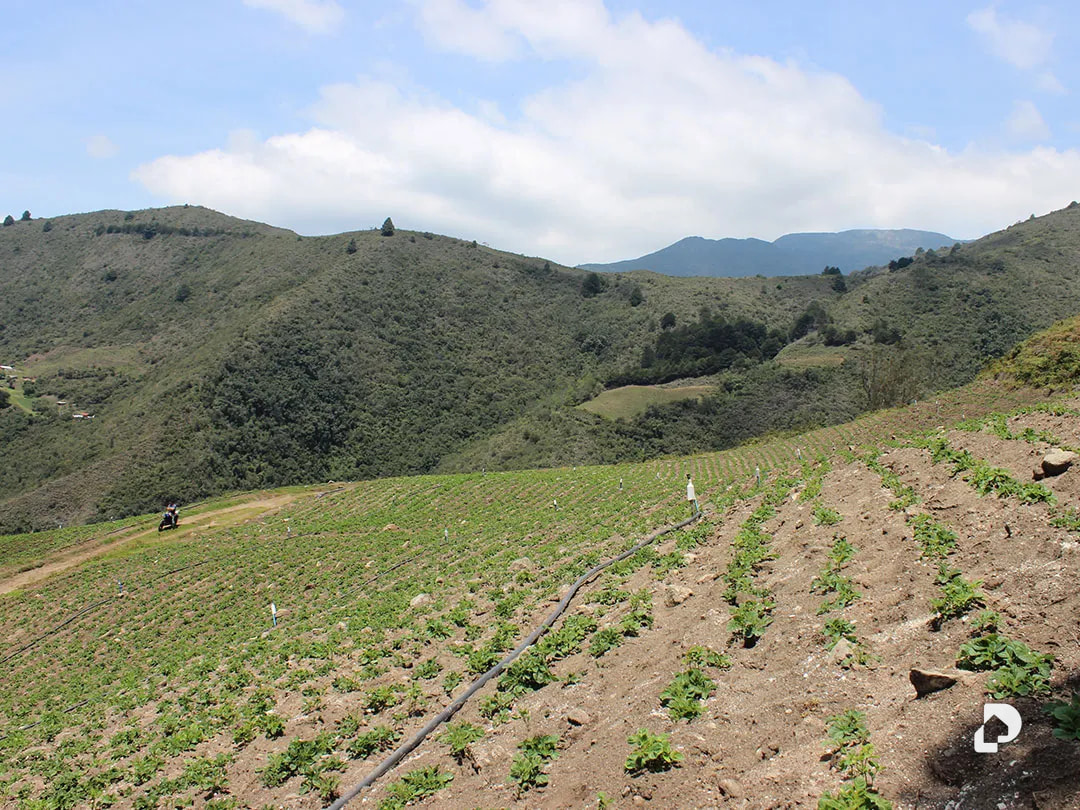 Finca en Cacute Alto, Cacute – 29