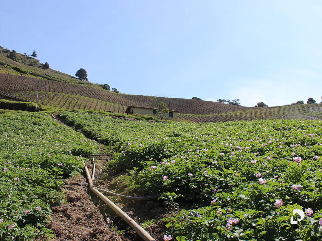 Finca en Cacute Alto, Cacute – 14