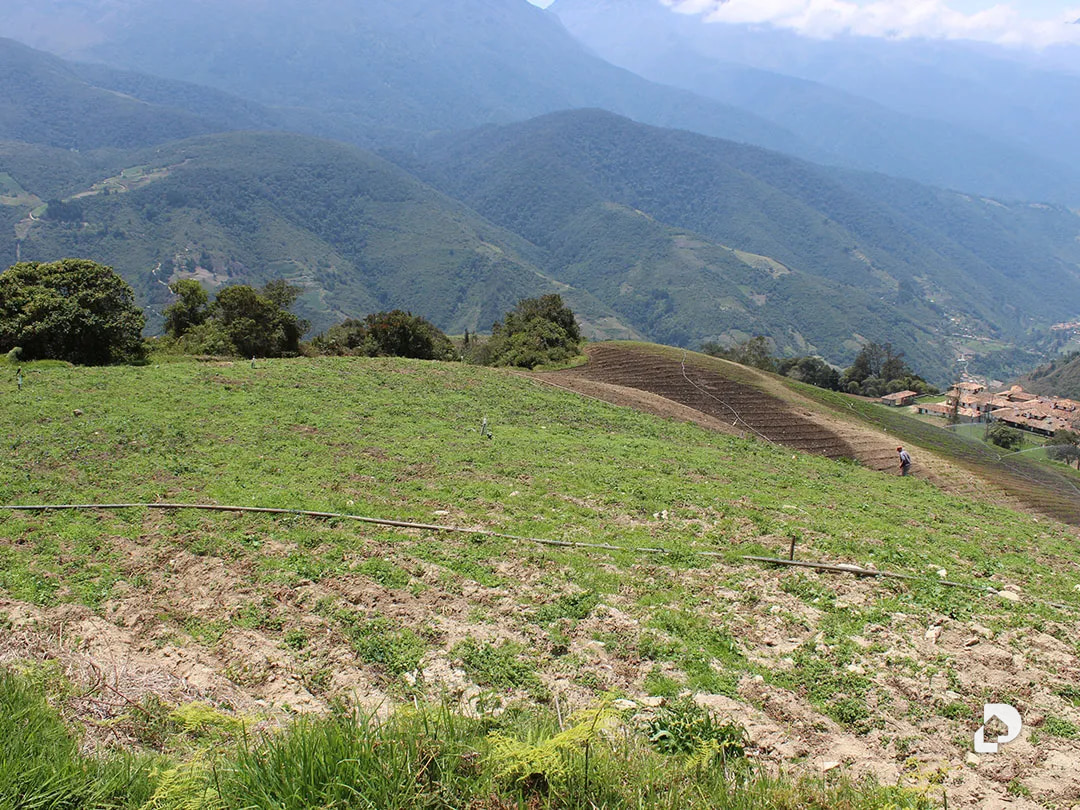 Finca en Cacute Alto, Cacute – 37