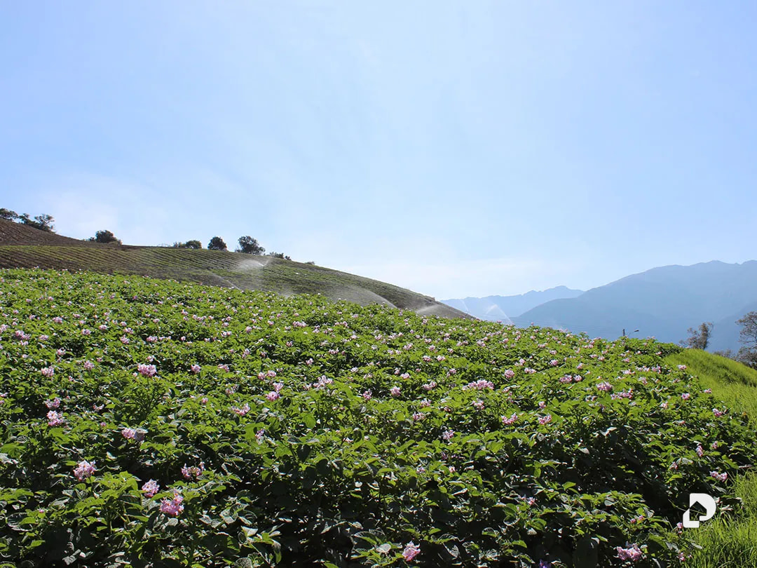 Finca en Cacute Alto, Cacute – 15