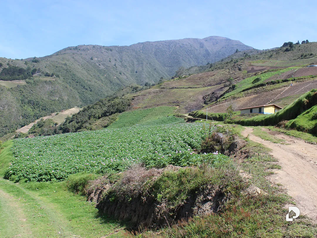 Finca en Cacute Alto, Cacute – 8