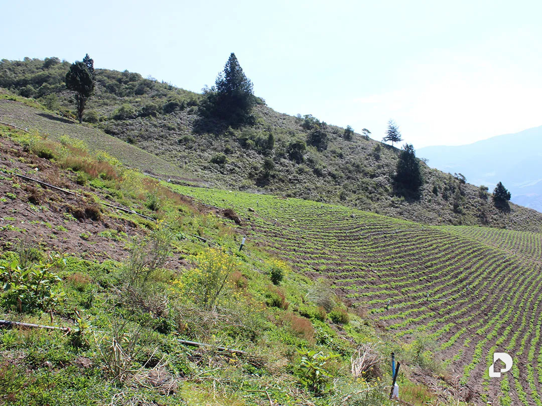Finca en Cacute Alto, Cacute – 21