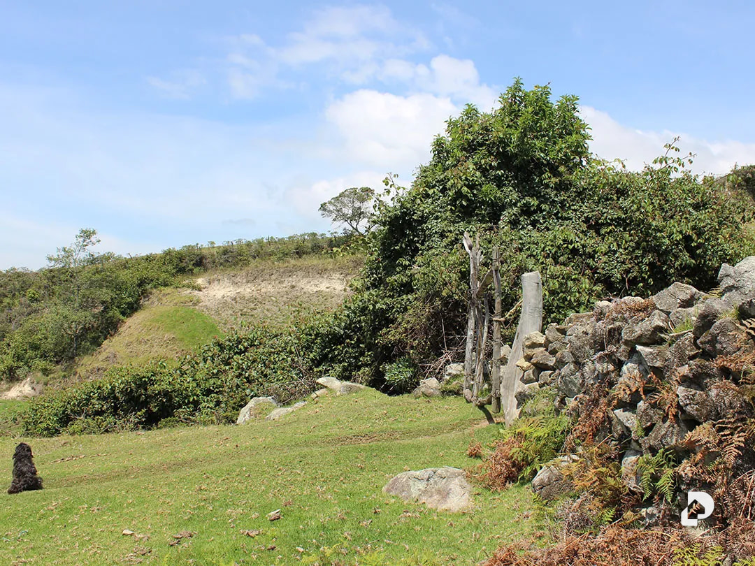 Finca en Cacute Alto, Cacute – 42