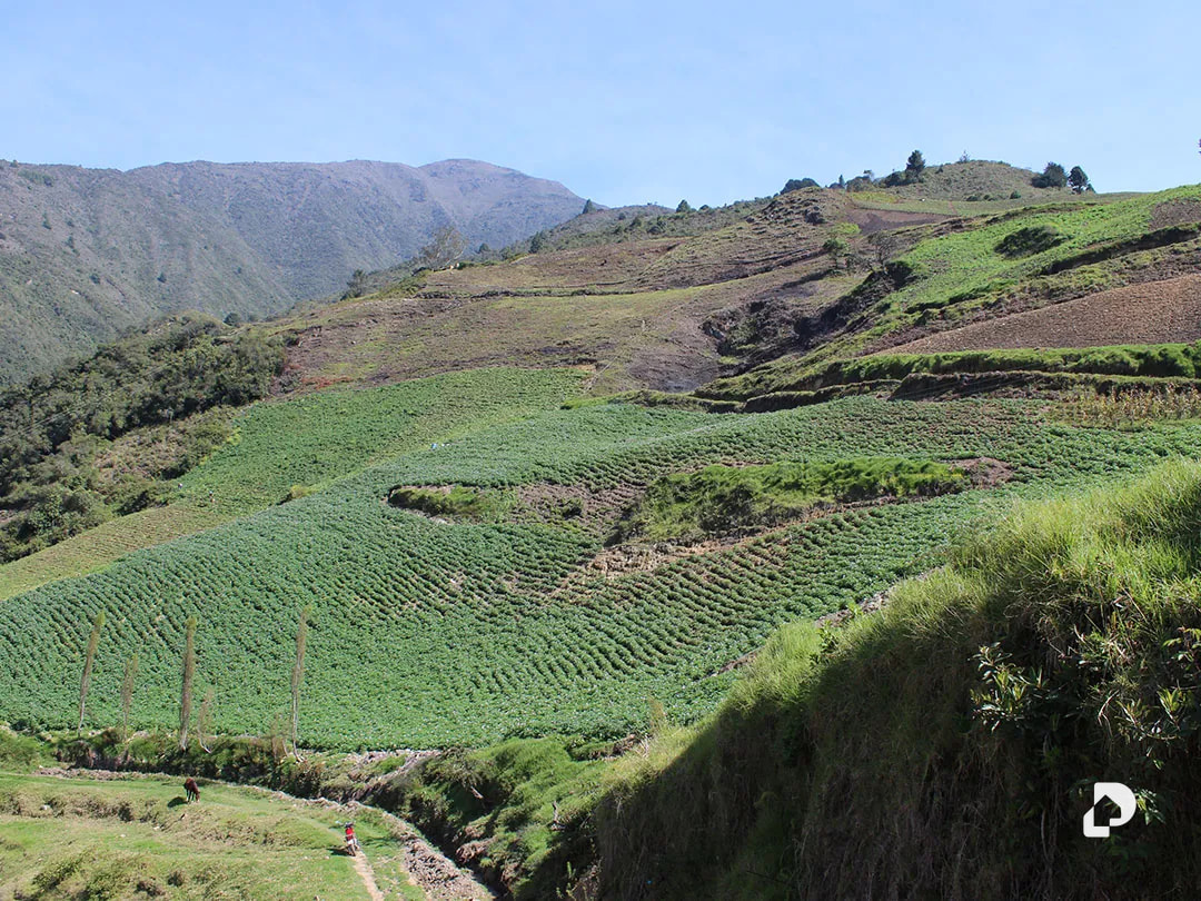 Finca en Cacute Alto, Cacute – 9