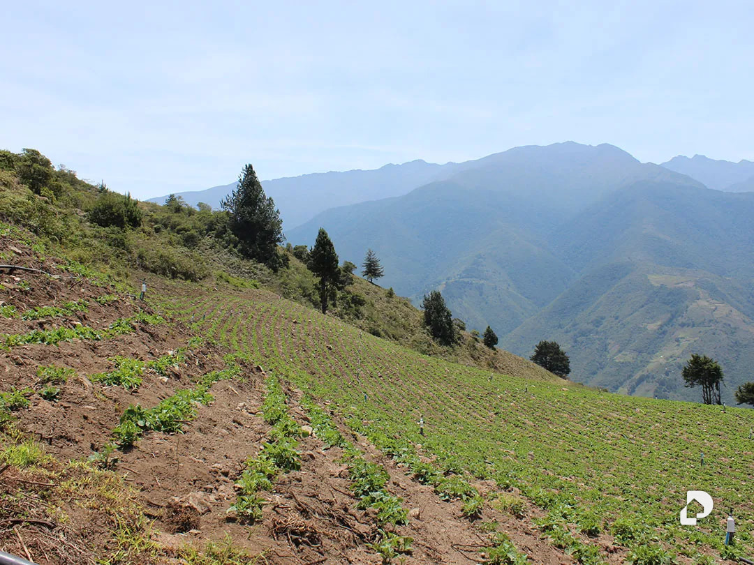 Finca en Cacute Alto, Cacute – 13