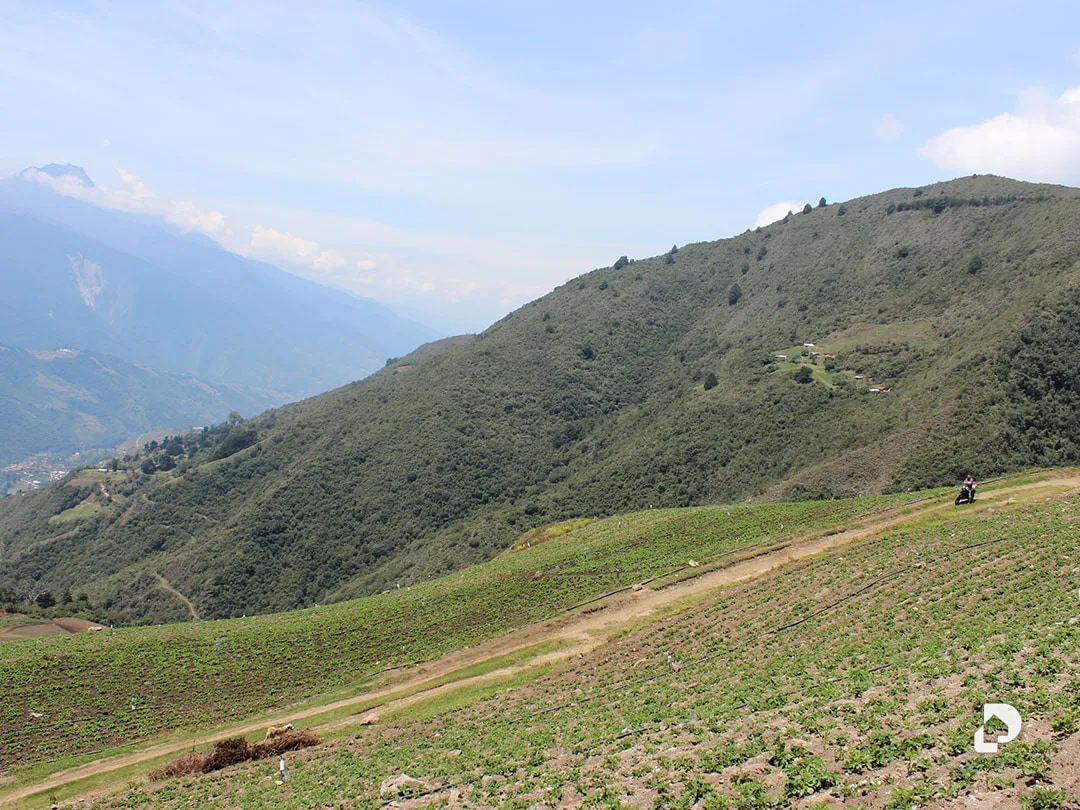 Finca en Cacute Alto, Cacute – 27