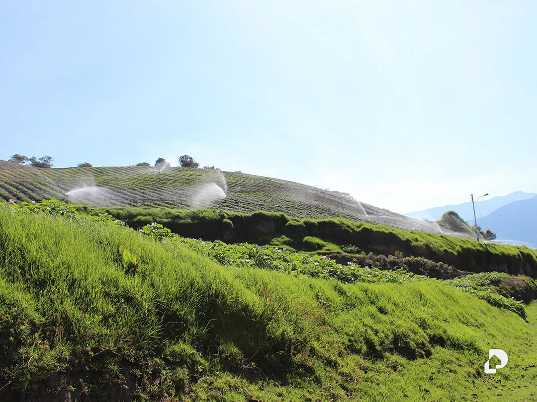 Finca en Cacute Alto, Cacute – 17