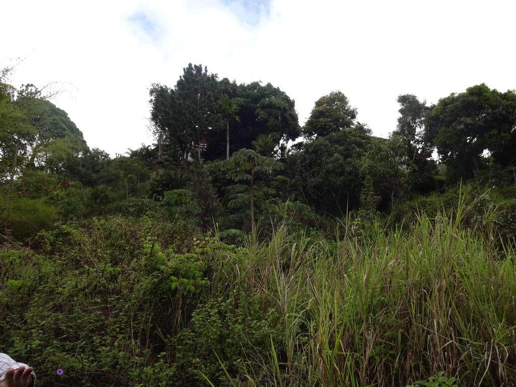 Land in Lomas del Club Hípico, Caracas - 1