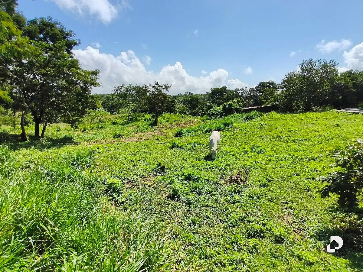Finca en Barranca Amarilla – 6
