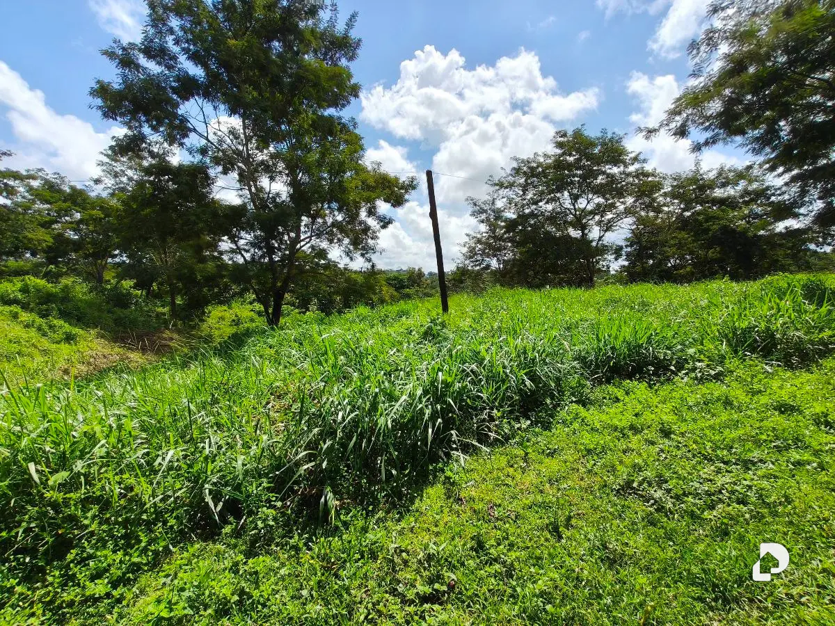 Finca en Barranca Amarilla – 13