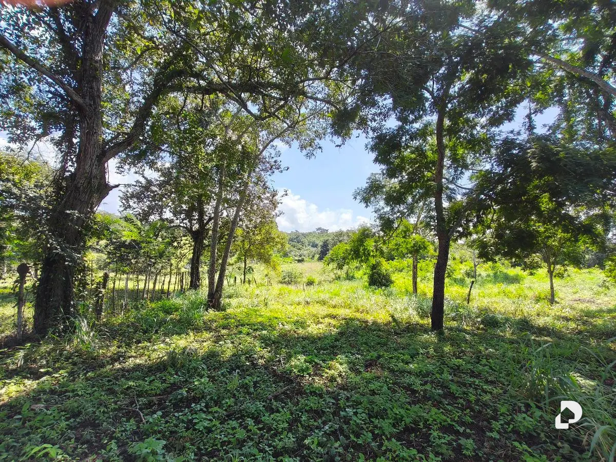 Finca en Barranca Amarilla – 8