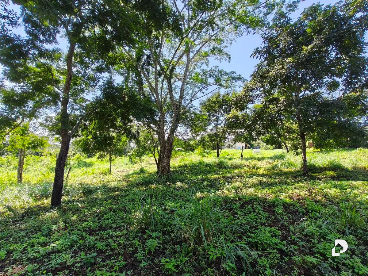 Finca en Barranca Amarilla – 5