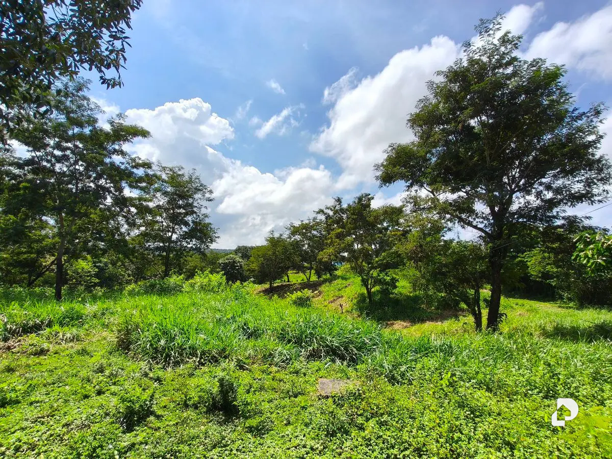 Finca en Barranca Amarilla – 15