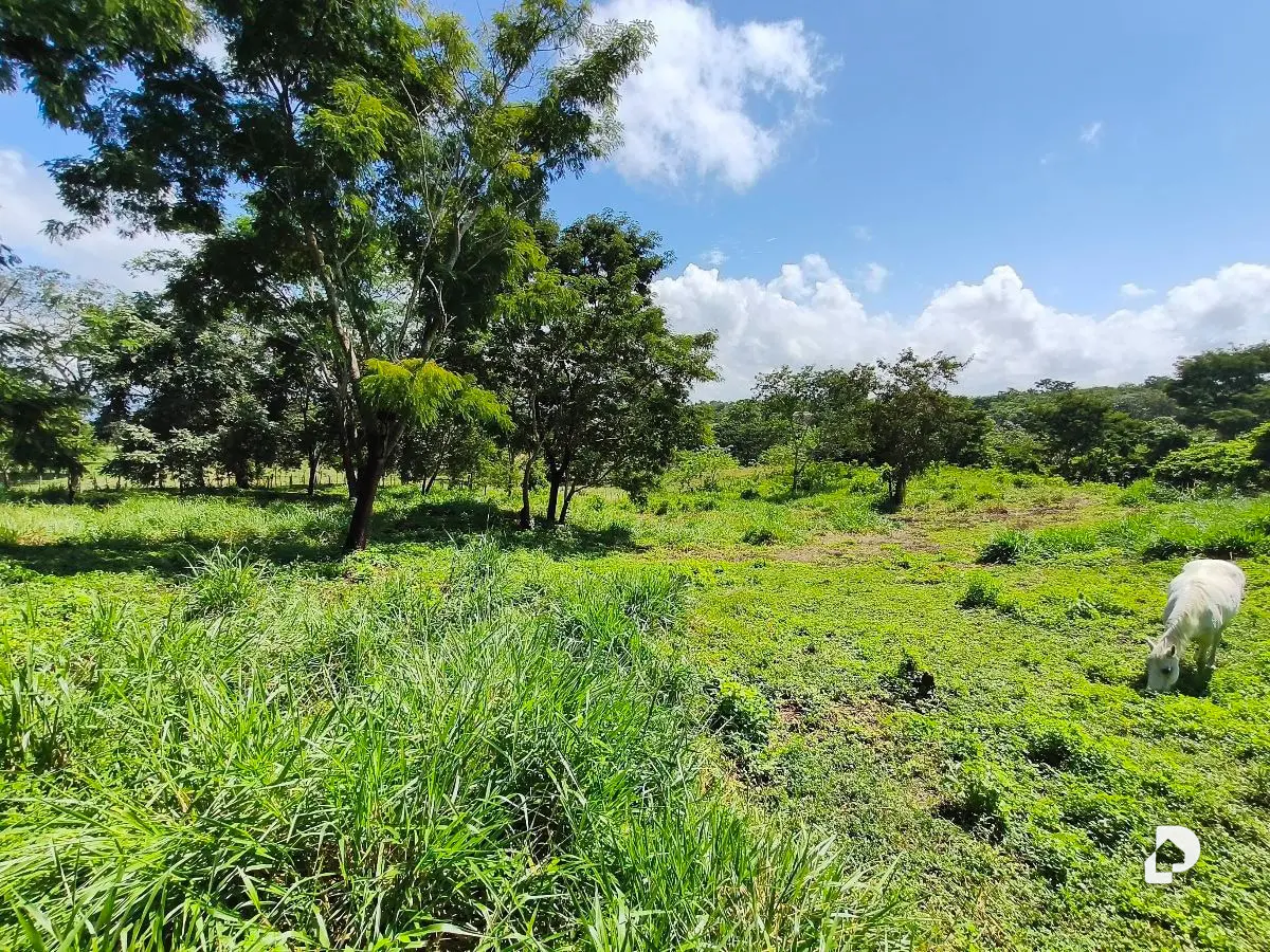 Finca en Barranca Amarilla – 7