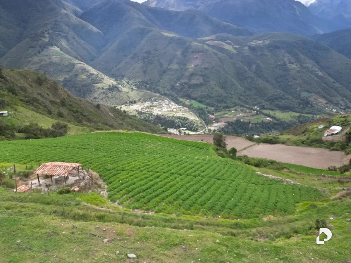 Farm in Cacute Alto, Cacute – 8
