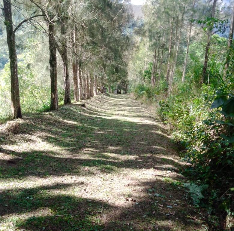 Finca en Caripe - 1