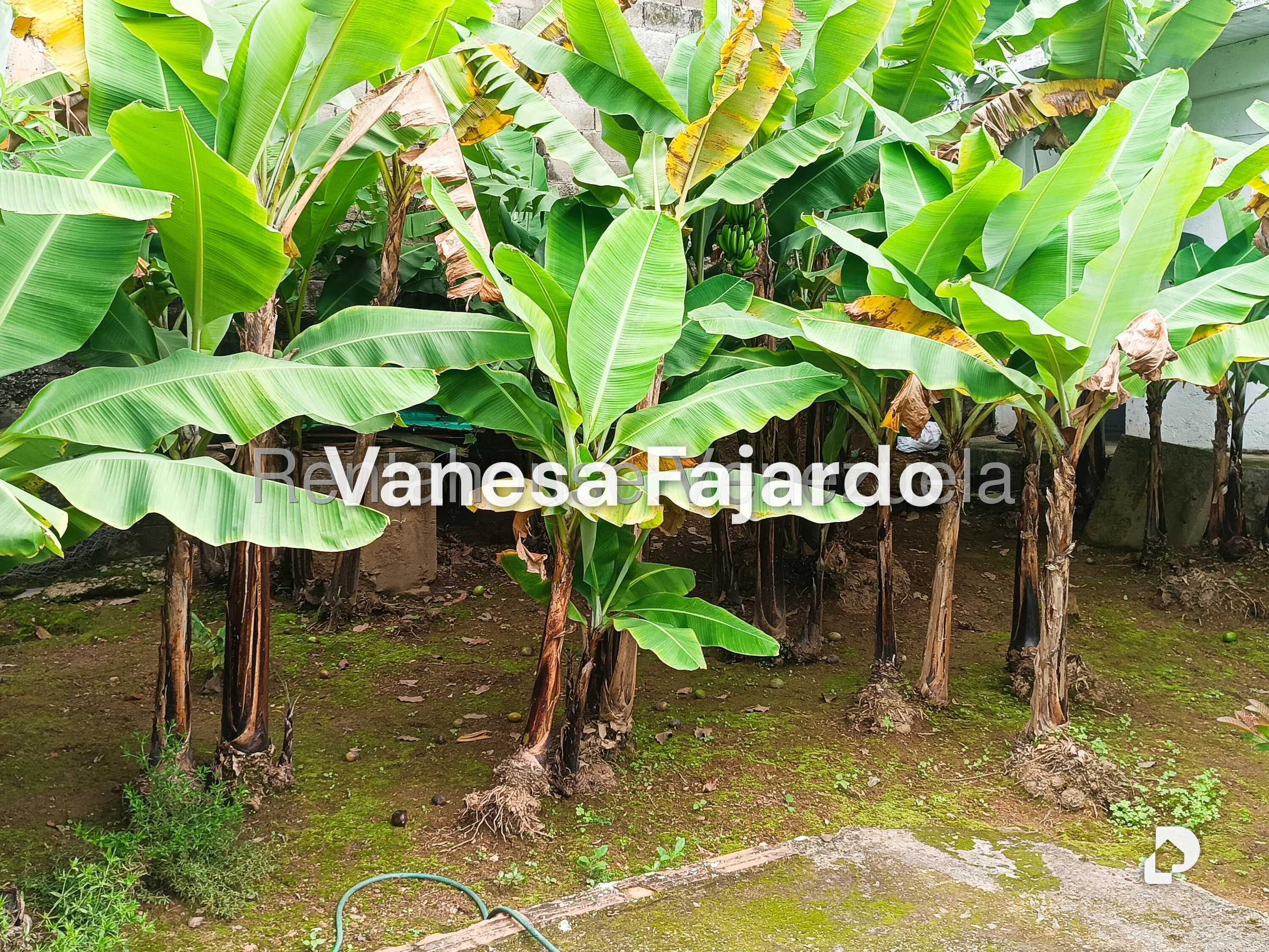 Local comercial en Municipio Carrizal, Carrizal – 25