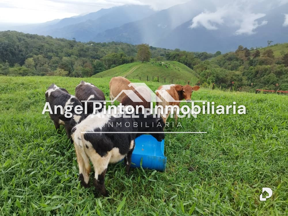 Finca en La Azulita – 30