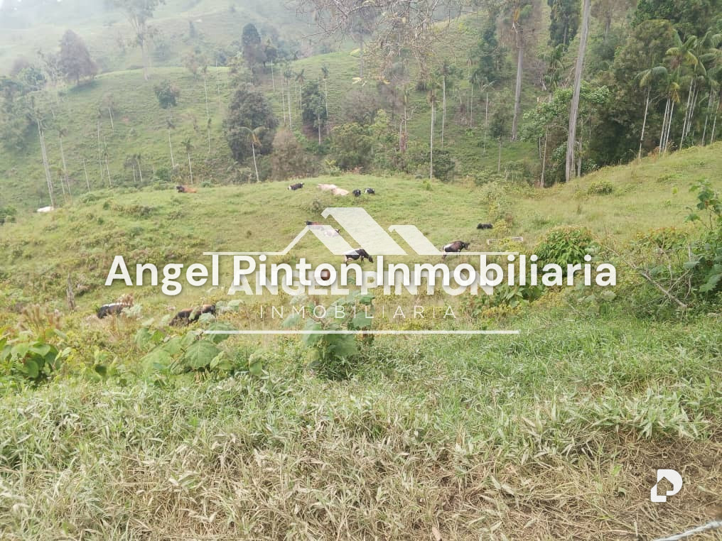 Finca en La Azulita – 3