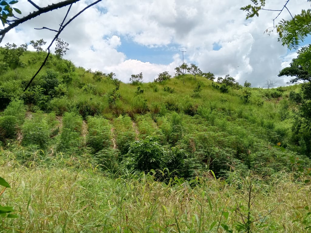 Finca en Los Monos - 1