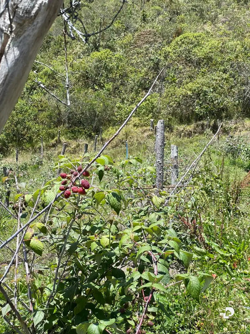 Finca en La Caña, vía La Culata, Gonzalo Picón Febres – 42
