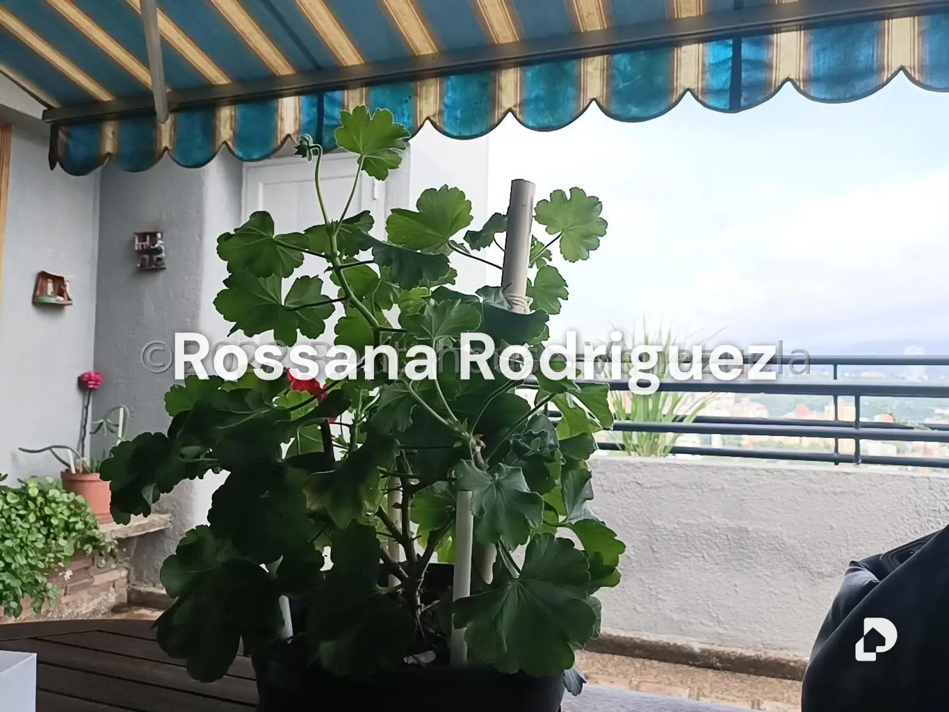 Penthouse in Santa Mónica, Caracas – 28