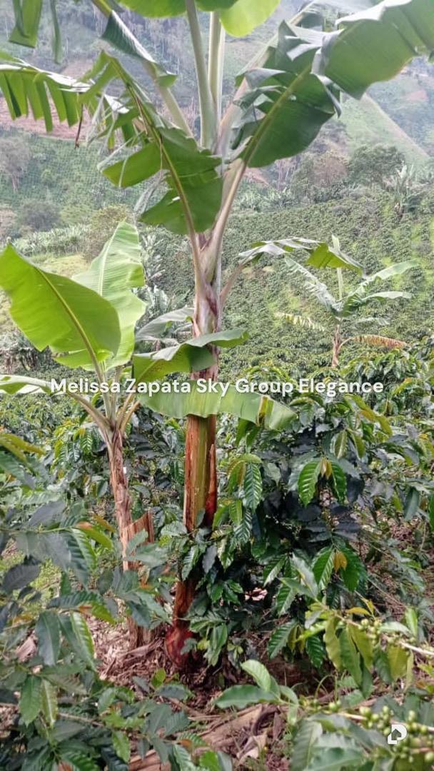 Terreno en El Potrero, Barquisimeto – 4