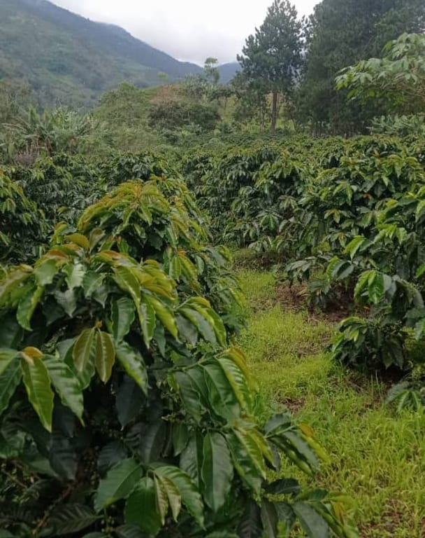 Terreno en El Potrero, Barquisimeto - 1