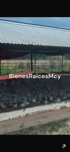 Finca en Bejuma – 3