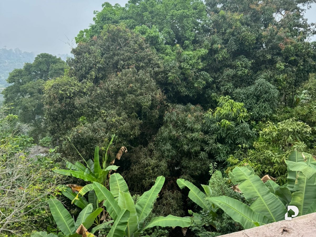 Finca en Carayaca – 11