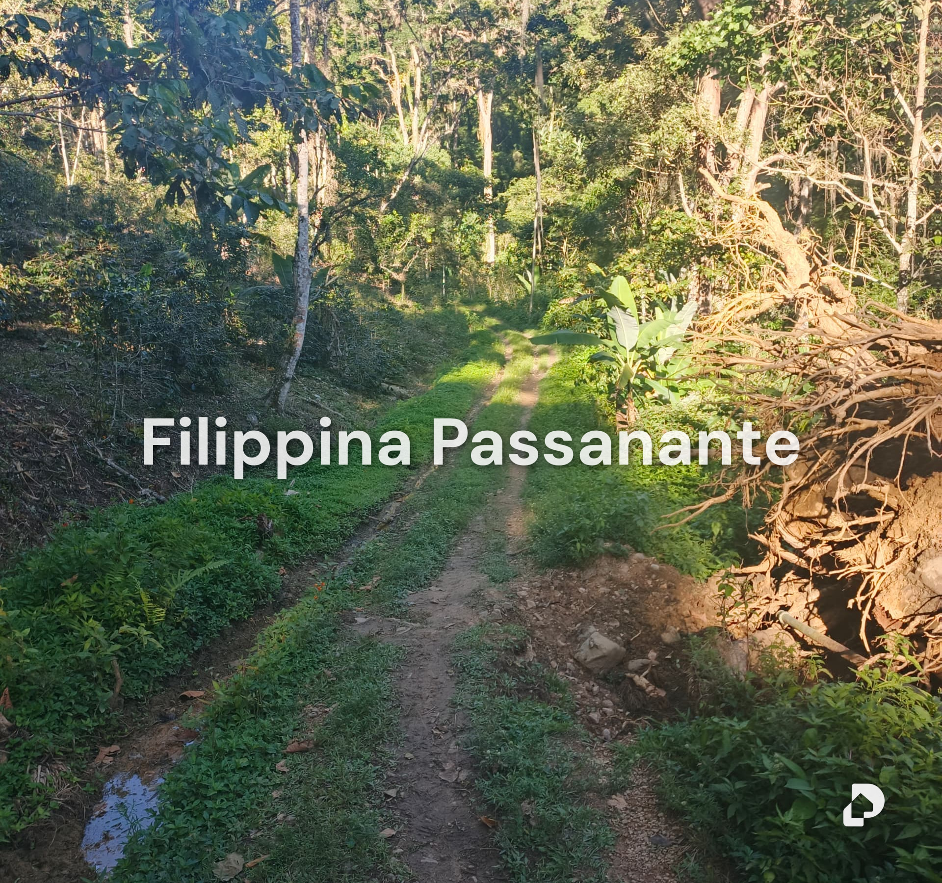 Finca en Teresen, Caripe – 8
