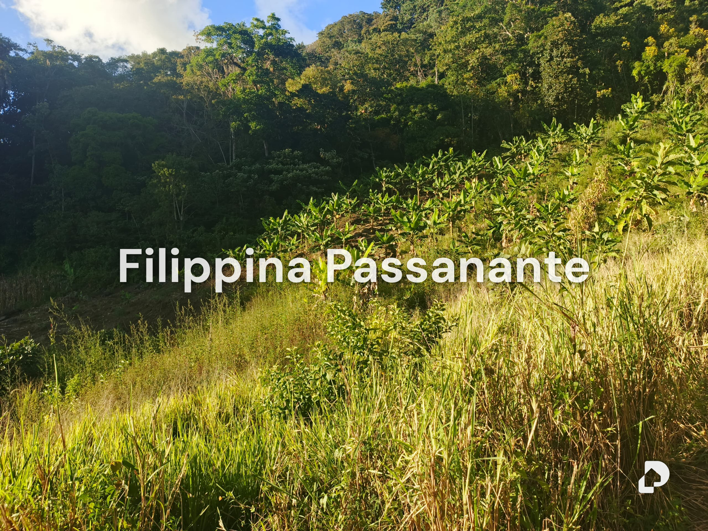 Finca en Teresen, Caripe – 6