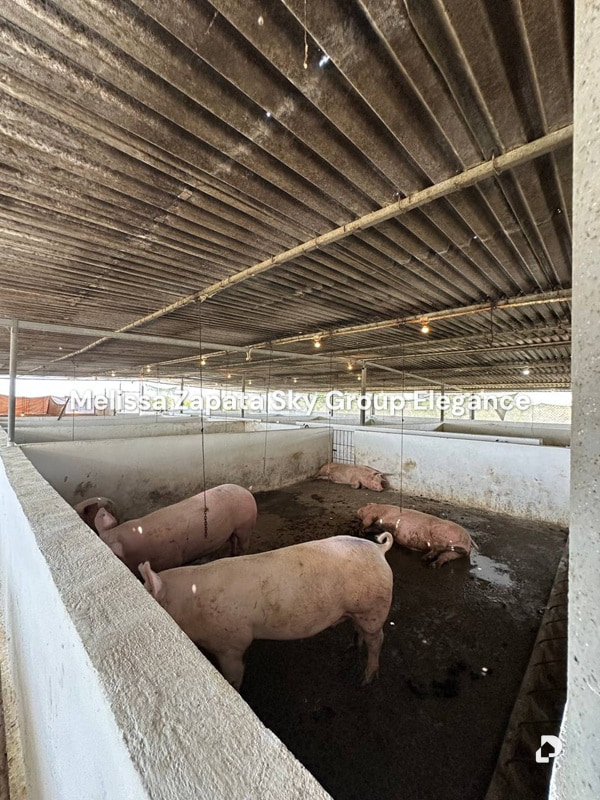 Finca en Chivacoa – 8