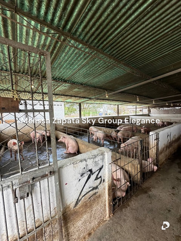 Finca en Chivacoa – 13