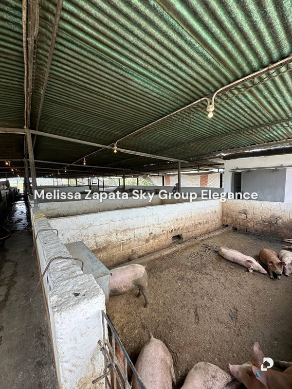 Finca en Chivacoa – 12