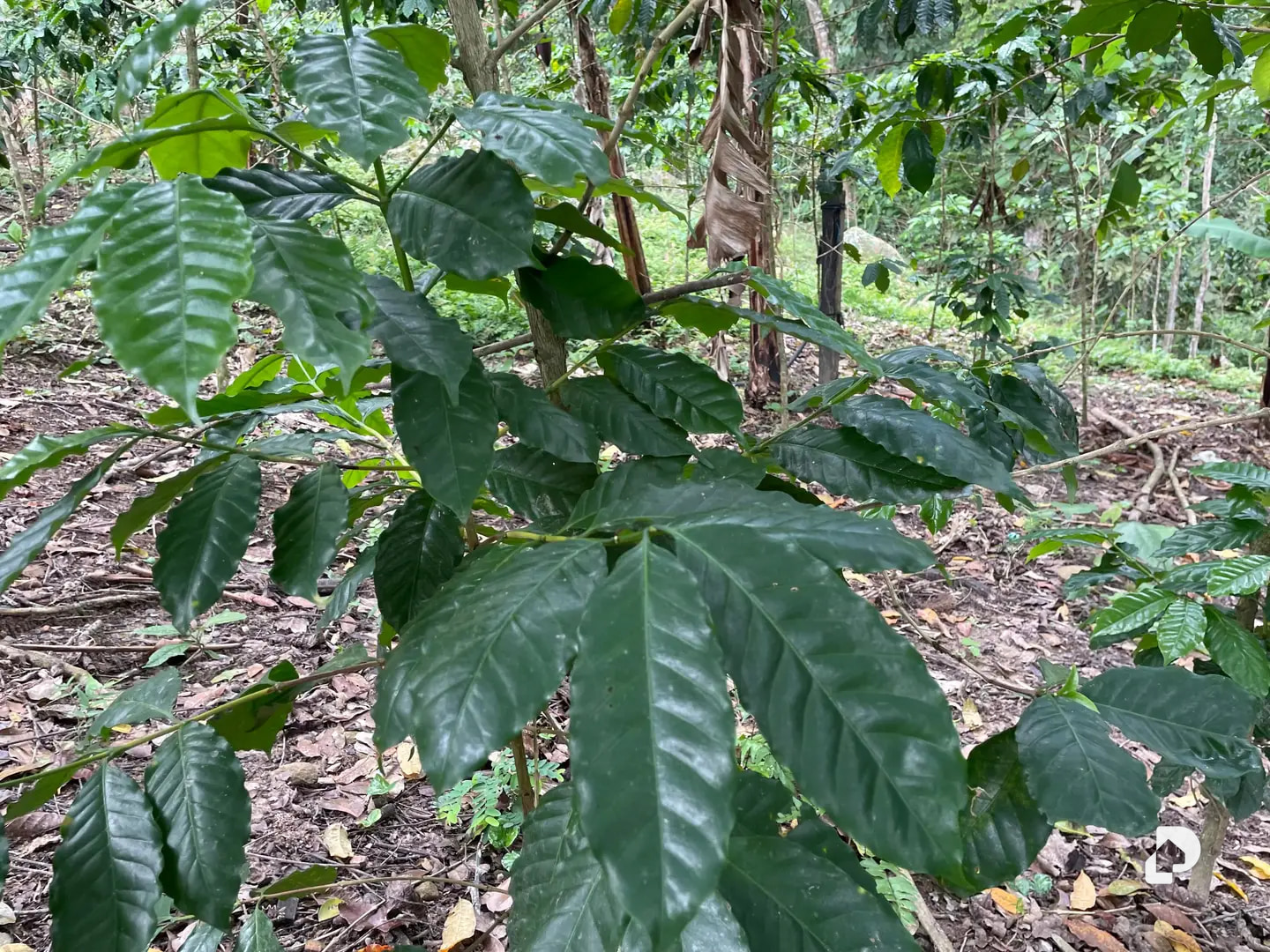 Farm in La Palmita – 10